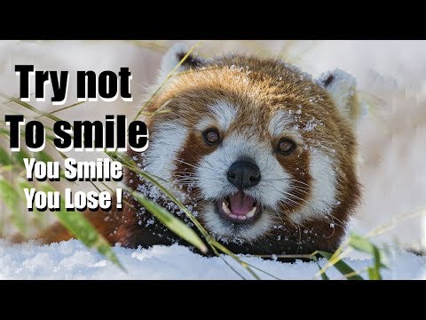 Funny red panda videos | Try not to laugh or smile | 2018 ( Winter edition for Christmas )