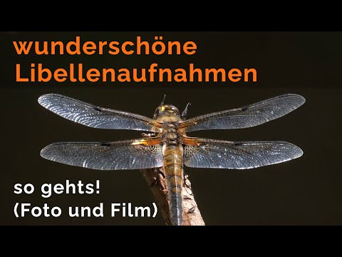 So bekommst du wunderschöne Libellenaufnahmen! (Foto und Film/ Naturfilm)