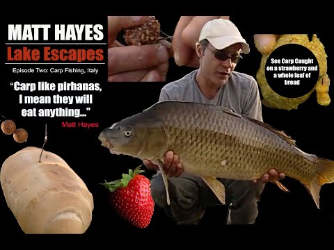 Lake Escapes | Italian Carp |  Matt Hayes 1