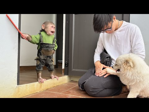 So Funny! Lala thinks Dad is lazy and forces him to go to Work