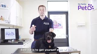 How to Collect a Urine Sample From Your Dog - My Family Pet