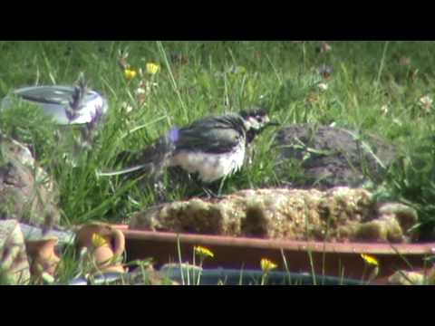 VOGELBAD - Hier rockt die Bachstelze