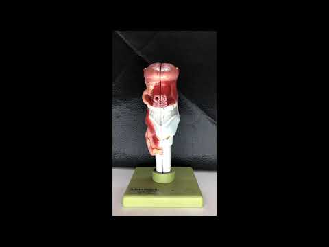 Anatomy of the Nerves of the Larynx   HD 1080p