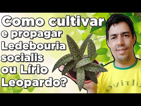 , title : 'Como cultivar e propagar Ledebouria socialis ou Lírio Leopardo?'