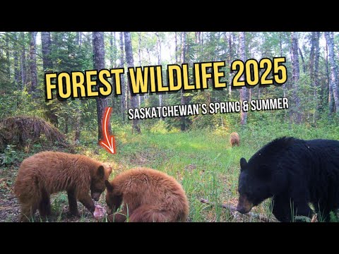 Saskatchewan’s Trail Cam Highlights: Spring-Summer 2025