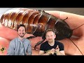 Madagascar Hissing Cockroach The Best