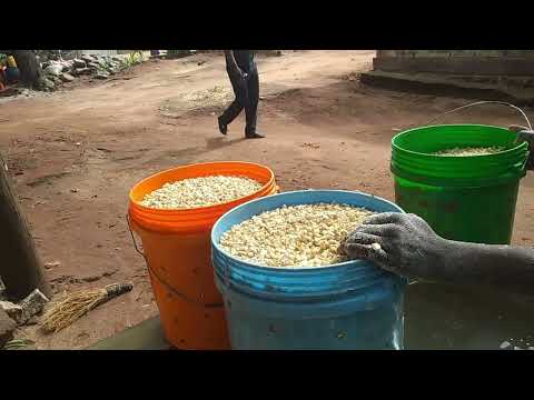 Desvendando o Mistério da Xima: O Prato Favorito de Moçambique!