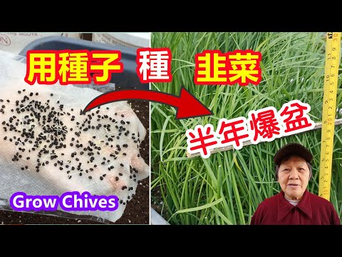 種韭菜