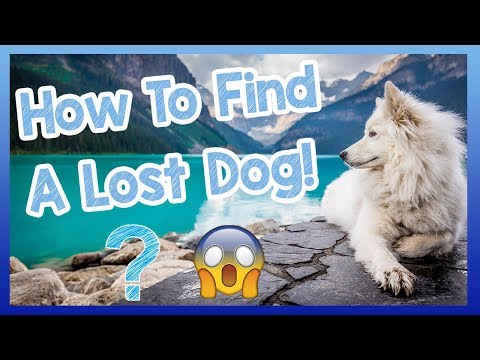 How to Find a Lost Dog! What to Do if Your Dog Goes Missing - Tips and Advice!