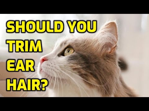 Should I Cut My Cat's Ear Hair?