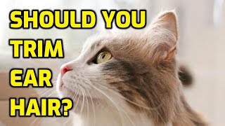 Should I Cut My Cat's Ear Hair