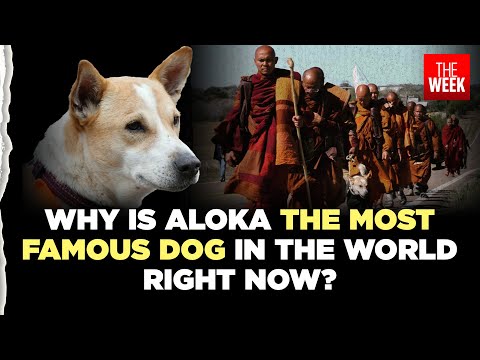 Meet Aloka, the dog who joins Buddhist monks on a 3,700 km US walk to spread peace and kindness