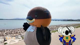 2026/4/22放送・知ったかぶりカイツブリにゅーす