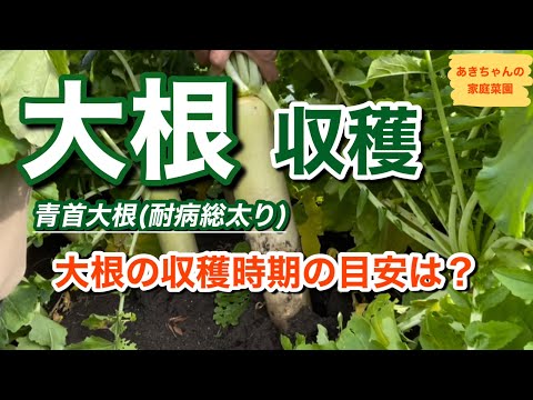 黒大根の収穫時期