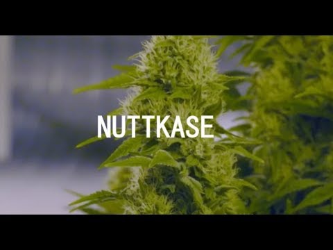 Nuttkase - Smell of Marijuana (Official Video) HD