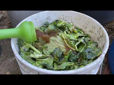 Plant Fermentation - Worm Compost Udates End of Feburary 2021