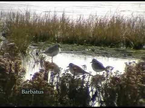 Chorlito gris ( Pluvialis squatarola )  Grey plover
