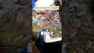 ホタルイカすくい身投げで乱獲してみた（富山県）#shorts
