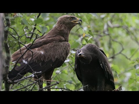 Greater Spotted Eagle — Clanga clanga — call and flight