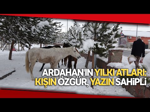 , title : 'Ardahan’ın Yılkı Atları Kışın Özgür, Yazın Sahipli'