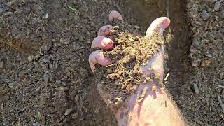 Horse and Cow poop compost - So Nice!