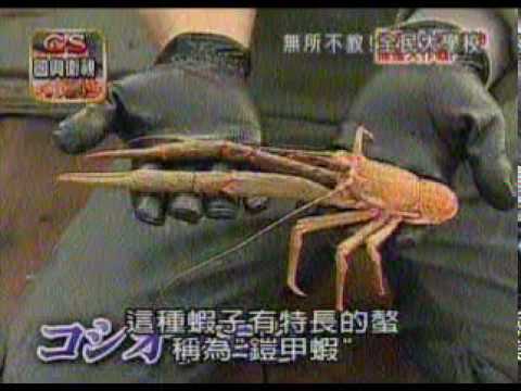 日本奇特海產 生物