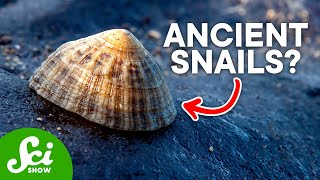 Atavisms: 4 Lost Traits That Returned