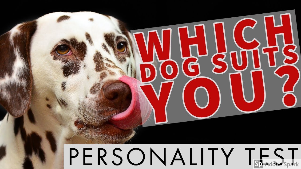 🙊 Which Dog suits YOU? Personality Test! 🙊