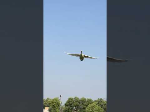 Big Goose flying in the sky. #flyingbirds #nature #shorts #enjoy