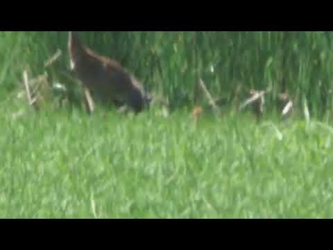 Ferris Akel Live Stream