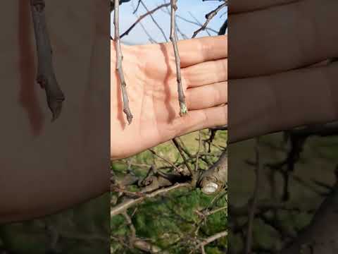 Orezvinjanje jabuke, detaljno objašnjenje