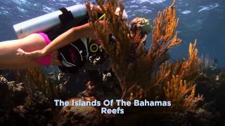 Dive the dramatic and lush coral gardens of The Bahamas!