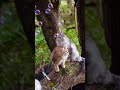 Bubbly bliss: Curious Siberian Cats Love Watching Bubbles