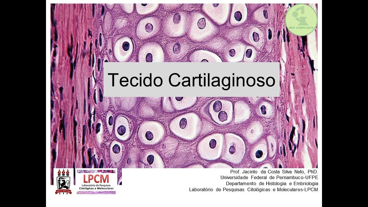 5-Tecido Cartilaginoso - Nível Graduação