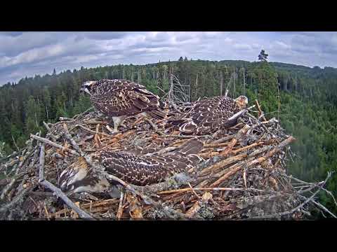 Osprey chick, 46 days after hatching, exercises its wings for flight.