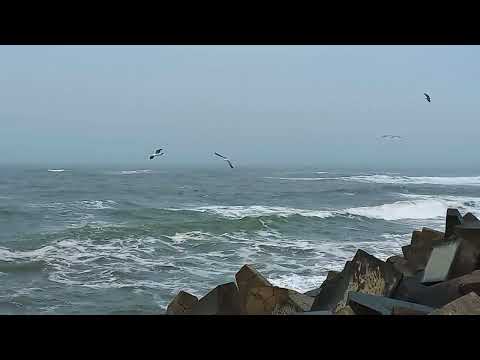 "Gaviotas en vuelo" en #lapaloma #rocha #uruguay