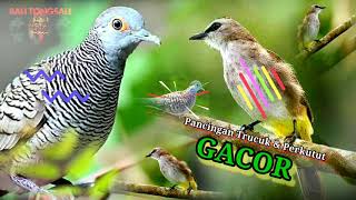 Download lagu Suara MASTERAN Trucuk dan Perkutut GACOR mp3