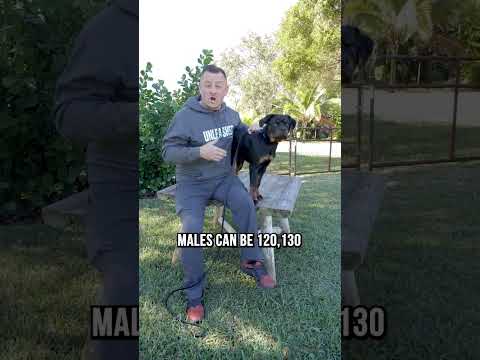 3 Reasons Why We DON’T Recommend Rottweilers