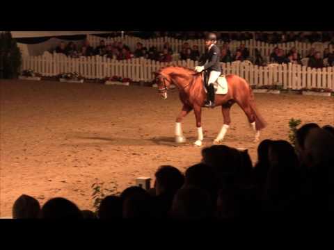 Viva Westfalia , 5 jähriger Hengst von Vitalis x Fürst Heinrich x Charmant AA