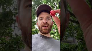 Urban foraging for Kousa Dogwood