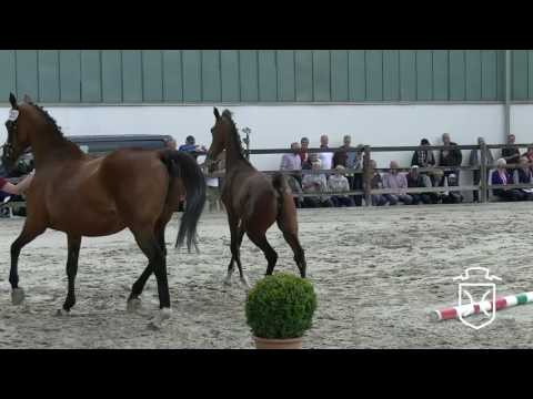 A353 Stutfohlen von Acodetto - Concept - Anthonys Dream xx