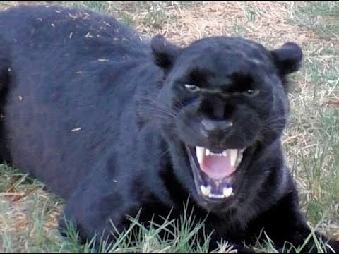 The Big Cat Whisperer Video Collection