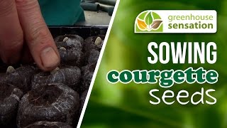 Sowing Courgette Seeds