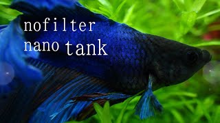 【 no filtration planted tank】アクアリウムの熱が冷めたら見る動画