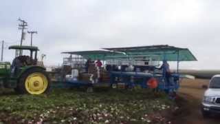 preview picture of video 'Radicchio Harvest Watsonville, CA'