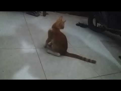 kucing oyen bertingkah
