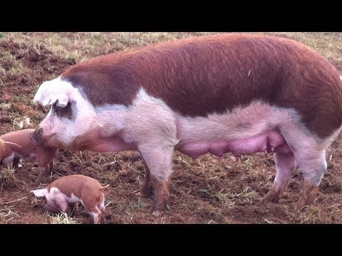 download lagu mp3 mp4 Meat Hog Breeds, download lagu Meat Hog Breeds gratis, unduh video klip Meat Hog Breeds