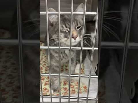 Vinny, an adopted Domestic Long Hair in Westfield, MA_image-1