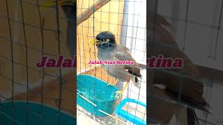 Download lagu JALAK NIAS JANTAN DAN BETINA #shorts #jalak #jalaknias #jalakniasgacor mp3 Download lagu JALAK NIAS JANTAN DAN BETINA #shorts #jalak #jalaknias #jalakniasgacor mp3