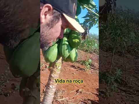 fazenda Diniz besouro de são Gabriel ba
